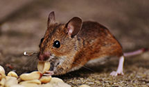 24 Hour & Emergency Exterminators in Noatak, AK